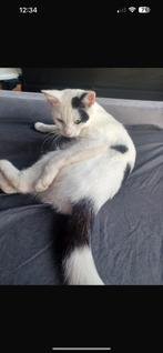 Goed huis gezocht voor onze teddy, Kater