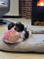 Prachtige sociale boomer pups!!, Dieren en Toebehoren, Honden | Chihuahua's en Gezelschapshonden, Overige rassen, 8 tot 15 weken