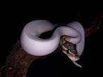 0.1 hypo piebald poss fire 50% het ultramel, Slang, Tam, 0 tot 2 jaar