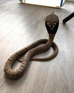 Naja naja 0.1 nk ‘23, Dieren en Toebehoren, Reptielen en Amfibieën, Slang, 0 tot 2 jaar