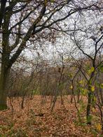 Bos gezocht - ontvang een bod zonder verplichtingen, Tuin en Terras, Minder dan 3 m³, Ophalen