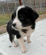 LIEF PUPJE PANDA KLEINE MIDDELMAAT WAAR MAG ZE OPGROEIEN?, Dieren en Toebehoren, Honden | Niet-rashonden, Particulier, Rabiës (hondsdolheid)