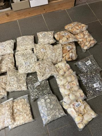 schelpen/fossielen diverse soorten per kilo te koop beschikbaar voor biedingen