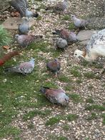 Guinea duiven 30 stuks, Dieren en Toebehoren