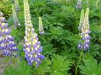 Lupine the governor in 2 liter pot., Volle zon, Vaste plant, Zomer, Ophalen