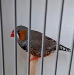 Zebravink grijs man TT kwaliteit 90 punten, Dieren en Toebehoren, Vogels | Overige Vogels, Mannelijk, Tropenvogel, Geringd