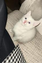 Witte britse korthaar kitten vrouwtje, 0 tot 2 jaar