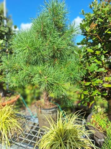 pre bonsai pinus sylvestris beschikbaar voor biedingen