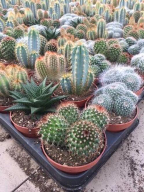 Cactus 10 x gemixte cactussen voor 16,50 Aanbieding, Huis en Inrichting, Kamerplanten, Cactus, Minder dan 100 cm, Bloeiende kamerplant