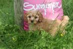 Cavapoo pups, Rabiës (hondsdolheid), 8 tot 15 weken, Buitenland, Meerdere