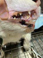 Gebit reinigen, polijsten en extractie hond en kat, Ophalen of Verzenden