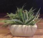 Bonsai bakjes vintage terracotta bloempotten bio planten, Tuin en Terras, Bloempotten, Binnen, Ophalen of Verzenden, Zo goed als nieuw