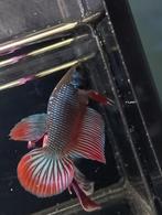 Special wild type kruising betta man, Vis