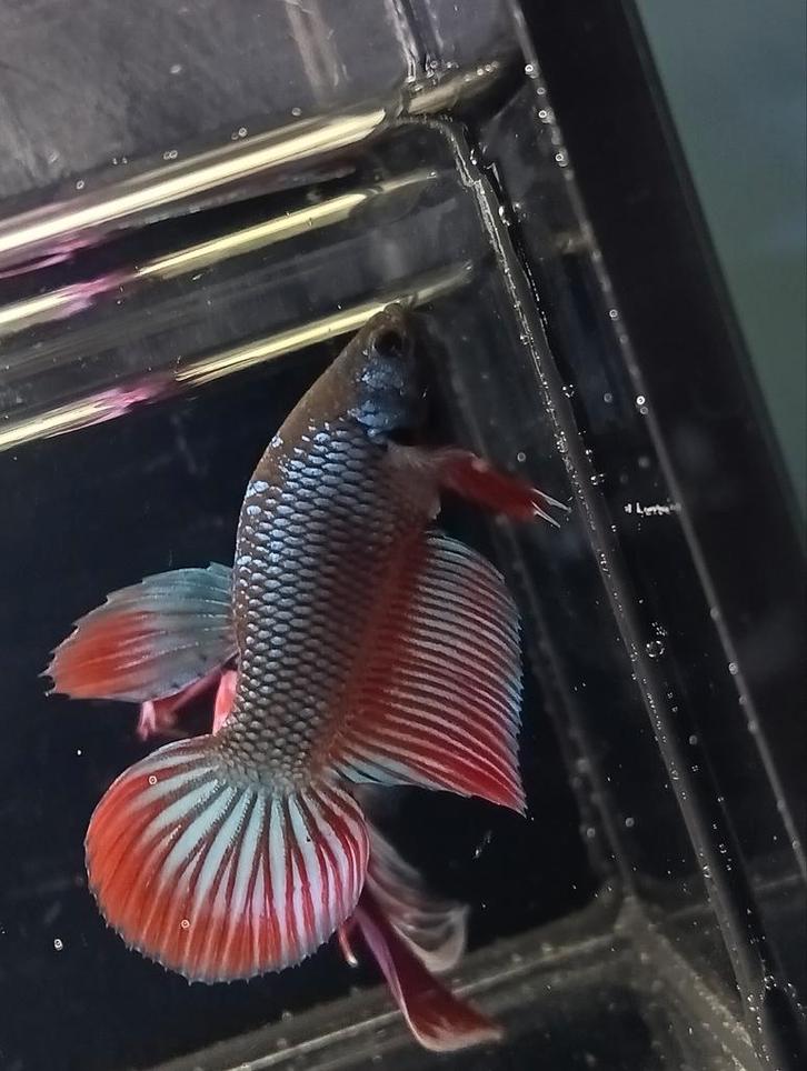 Special wild type kruising betta man, Dieren en Toebehoren, Vissen | Aquariumvissen, Vis