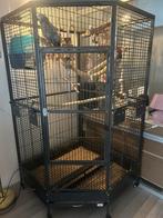 Grijzenroodstaart met papieren, Dieren en Toebehoren, Vogels | Hokken en Kooien, Ophalen, Metaal