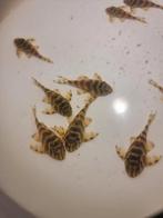 L134 Peckoltia compta jongen 3-4cm, Dieren en Toebehoren, Vis