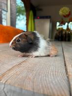 Lief jong borstel cavia zeugje schimmel kleurig, Dieren en Toebehoren, Cavia, Augustus, Vrouwelijk, Tam