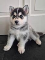 🐾 Pomsky pups🐾Mogen vanaf🎄kerst🎄verhuizen, Dieren en Toebehoren, Overige rassen, CDV (hondenziekte), 8 tot 15 weken, Meerdere