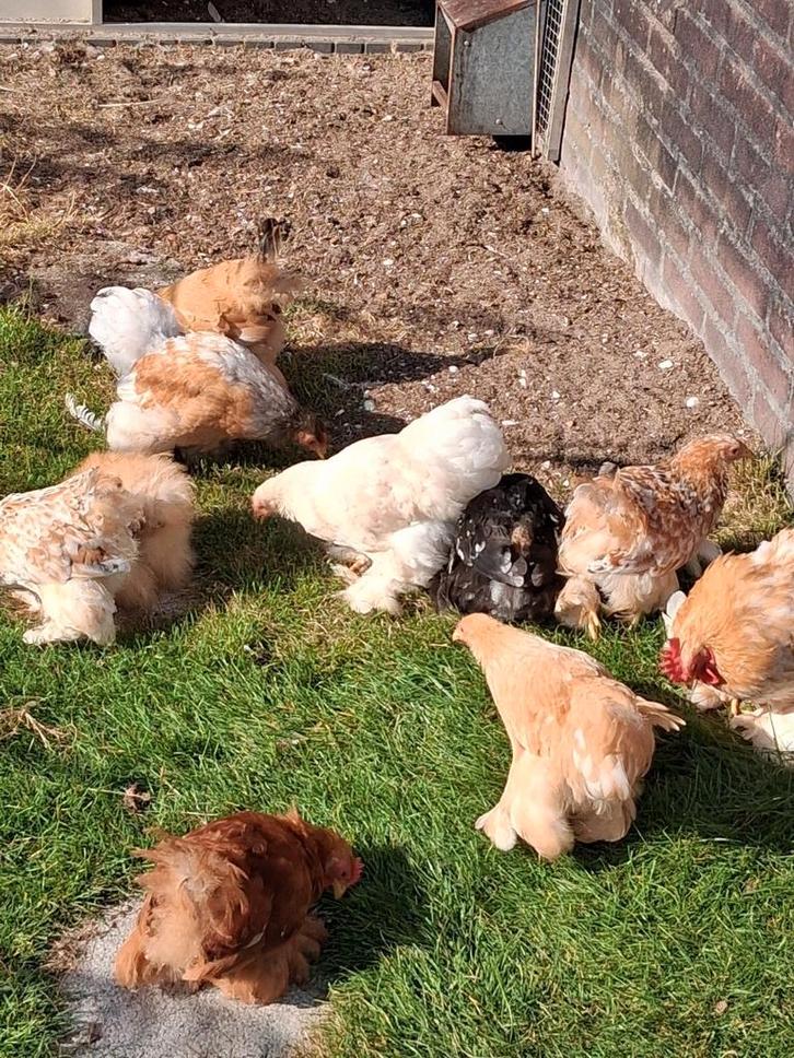 Cochin kriel kippen, Dieren en Toebehoren, Pluimvee, Kip, Meerdere dieren