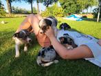 Lieve, leuke Boerenfox x Border collie pups, 8 tot 15 weken, Collie, Meerdere, Meerdere dieren