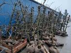 Appelbomen te koop, Tuin en Terras, Planten | Bomen, Ophalen, Volle zon, Overige soorten