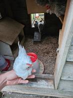Chabo haan super tam, Dieren en Toebehoren, Pluimvee, Mannelijk, Kip