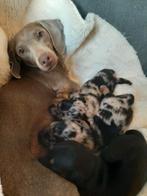 Prachtige dwergteckelpups! (Blue merle getijgerd), Dieren en Toebehoren, Honden | Teckels en Dashonden, Rabiës (hondsdolheid)