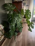 Grote Monstera gatenplant, Huis en Inrichting, Kamerplanten, 100 tot 150 cm, Overige soorten, Groene kamerplant, Halfschaduw
