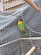 Agapornis mannetje incl kooi en toebehoren, Dieren en Toebehoren, Vogels | Parkieten en Papegaaien, Mannelijk, Dwergpapegaai of Agapornis