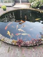15 mooie kois, Dieren en Toebehoren, Vissen | Vijvervissen, Karper of Koi