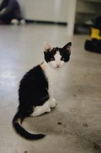 Kitten zoekt een liefdevol huis!, Dieren en Toebehoren, Katten en Kittens | Overige Katten, Meerdere dieren, Kortharig, 0 tot 2 jaar