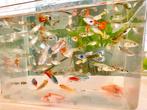 Guppies zoetwater vissen in verschillende kleuren, Dieren en Toebehoren, Vissen | Aquariumvissen, Zoetwatervis, Schoolvis, Vis
