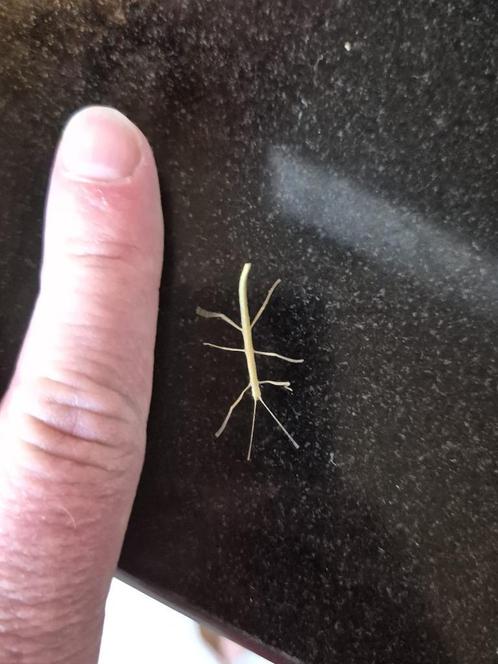 Wandelende Tak (Nimfje), Dieren en Toebehoren, Insecten en Spinnen, Wandelende tak