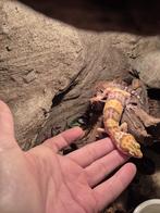 Luipaardgekko, Dieren en Toebehoren, Reptielen en Amfibieën, Hagedis, 0 tot 2 jaar