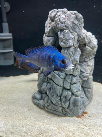Placidochromis Mdoka White Lips - Vrouwtje (malawi) beschikbaar voor biedingen