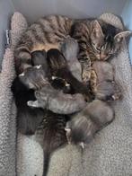 Kittens aangeboden, Dieren en Toebehoren, Katten en Kittens | Overige Katten, Poes