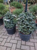 Abies lasiocarpa compacta, Ophalen, Volle zon, Overige soorten, Minder dan 100 cm