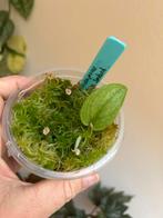 Scindapsus silver splash, plantje uit wetstick, Huis en Inrichting, Kamerplanten, Ophalen of Verzenden, Halfschaduw, Minder dan 100 cm