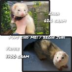 Frettenpups, fretten, fret, Meerdere dieren