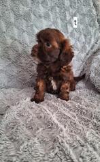 Super mooi gekleurde boomer pups. Maltezer x Shih tzu, Dieren en Toebehoren, Honden | Chihuahua's en Gezelschapshonden, Overige rassen