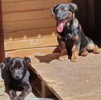 GRAPPIG MENSGERICHT JONG REUTJE FRANKY KLEINE MIDDELMAAT, Particulier, Rabiës (hondsdolheid), Reu, 1 tot 2 jaar