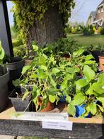 Italiaanse aronskelk | Oma's plantenkraam, Vaste plant, Halfschaduw, Zomer, Ophalen