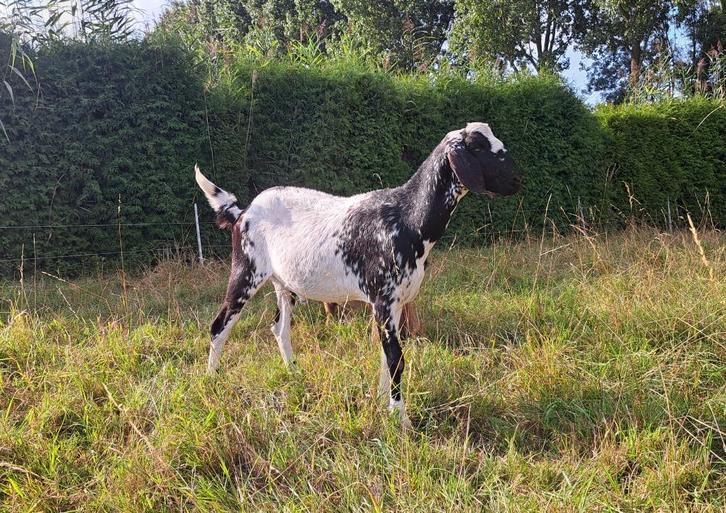 Mooie en lieve Nubische maanvlek geit , gecastreerde bok, Dieren en Toebehoren, Schapen, Geiten en Varkens, Geit, 0 tot 2 jaar