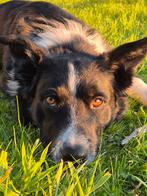 Border Collie Does zoekt (tijdelijk) een nieuw thuis, Dieren en Toebehoren, Honden | Herdershonden en Veedrijvers, Reu, Collie