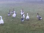 Ganzen, Dieren en Toebehoren, Pluimvee, Meerdere dieren, Gans of Zwaan