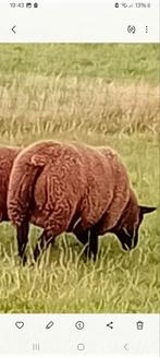 Dek rammmen/slacht rammen, Dieren en Toebehoren, Schapen, Geiten en Varkens, Mannelijk, Schaap