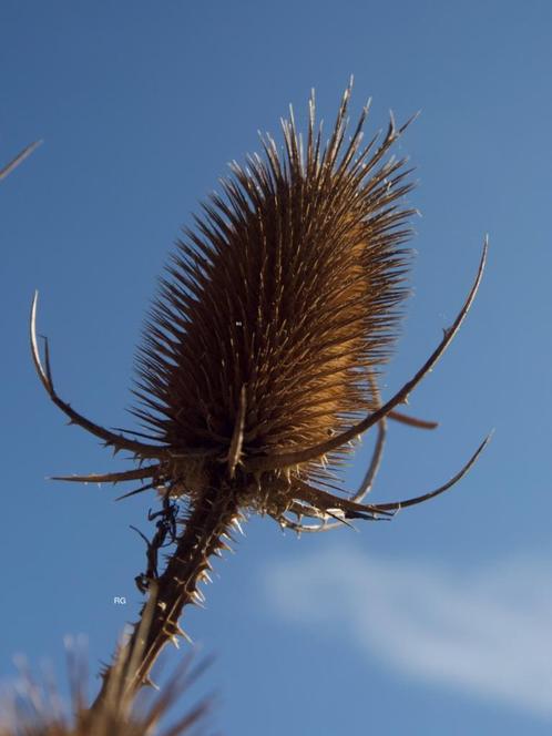 Grote Kaardebol, Dipsacus Fullonum. Roze.  Zaden onbespoten, Tuin en Terras, Bloembollen en Zaden, Zaad, Voorjaar, Volle zon, Ophalen of Verzenden