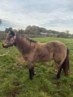 Mooie valk mini merrie, Dieren en Toebehoren, Pony's, Merrie, Gechipt