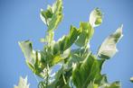 tulpenboom liriodendron tulipifera aureomarginatum, Tuin en Terras, Planten | Bomen, Ophalen, In pot, Volle zon, Overige soorten