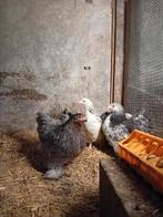 Jonge hennen krielkippen kruising kippen, Dieren en Toebehoren, Pluimvee, Vrouwelijk, Kip